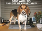 beagle-hassle beagle-hassle